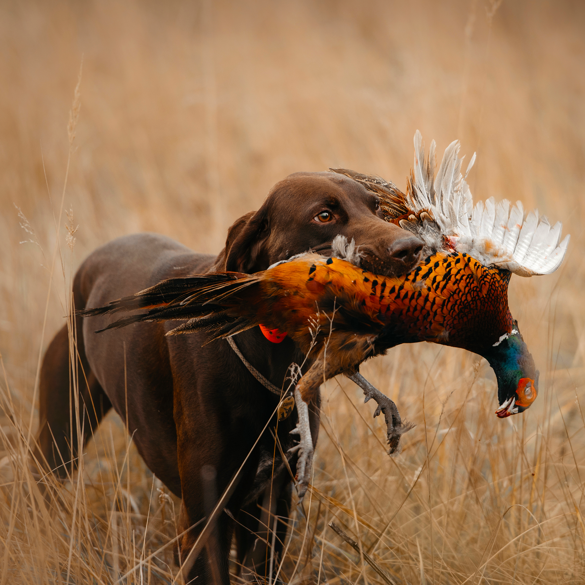 DOG TRAINING