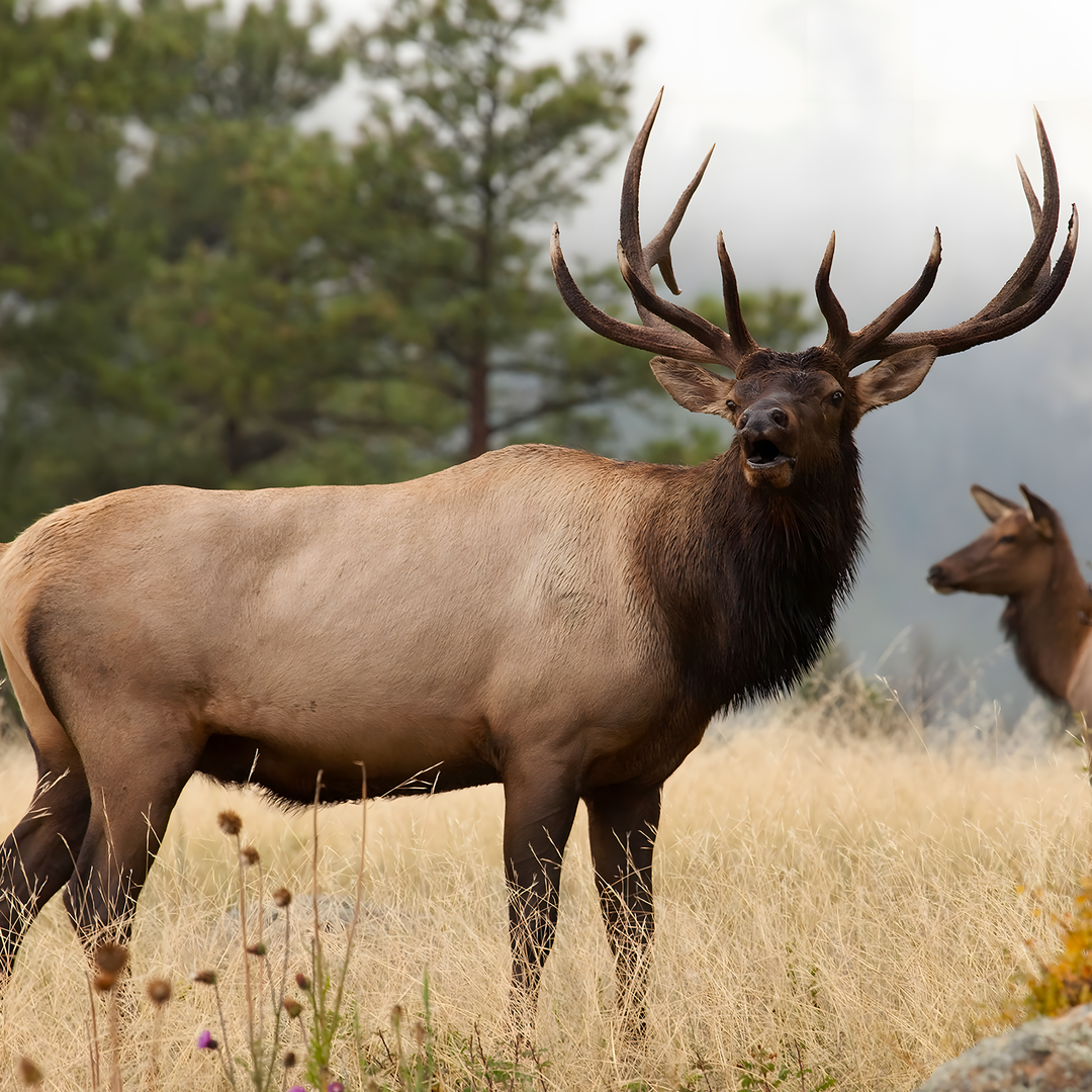 ELK SCENTS