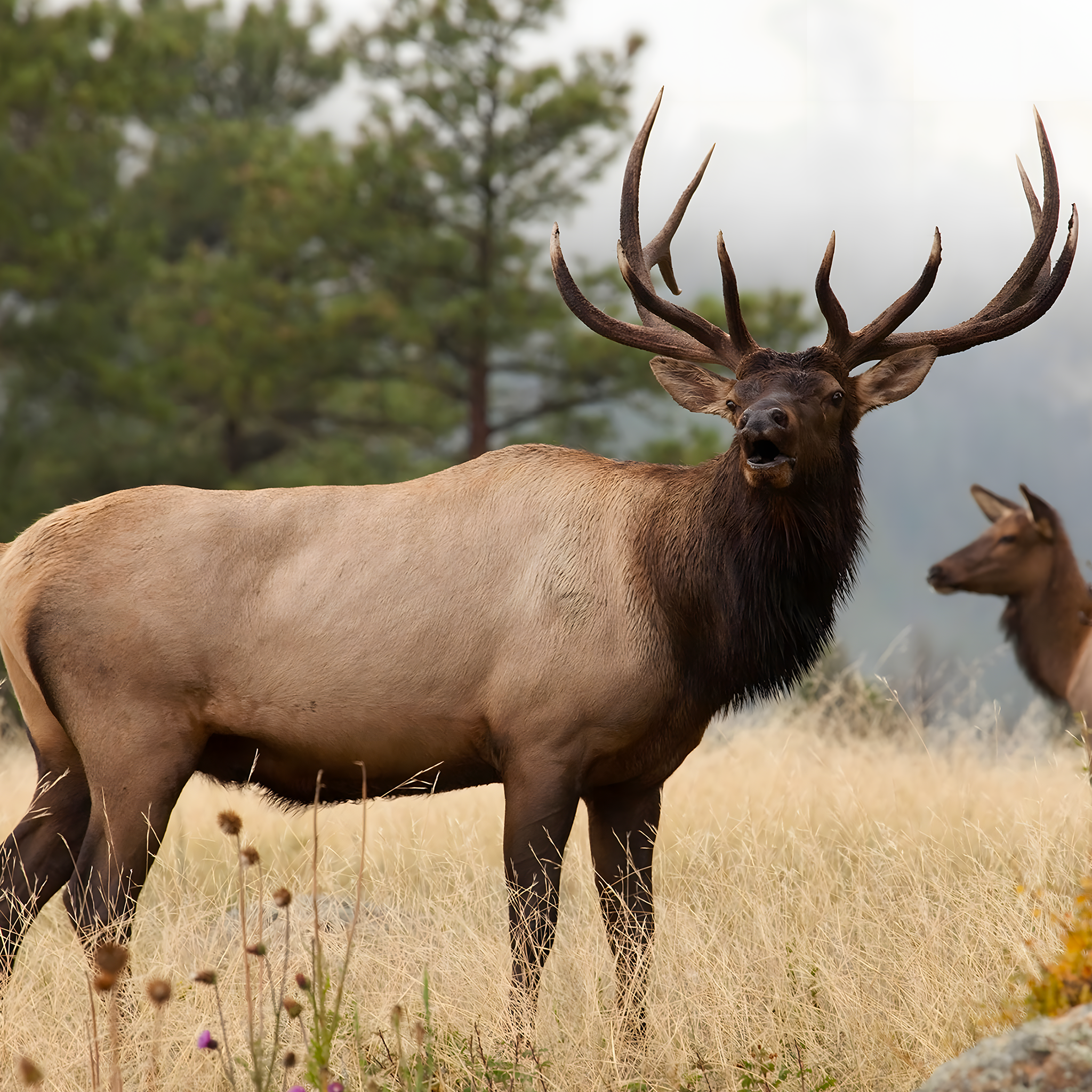 ELK SCENTS