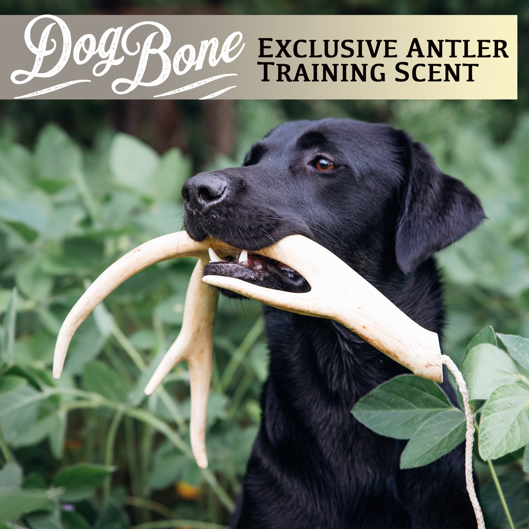 DogBone Antler Scent Stick
