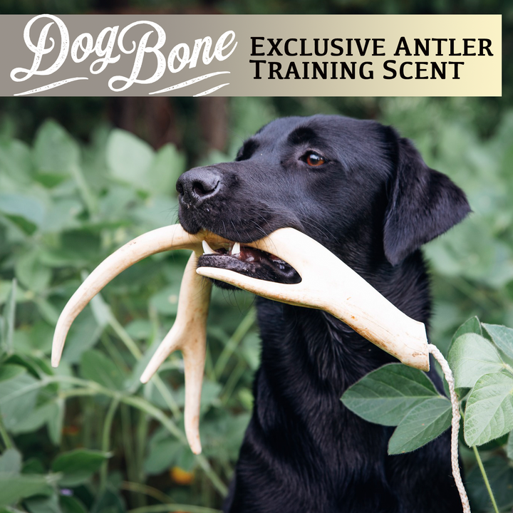 DogBone Antler Scent Stick